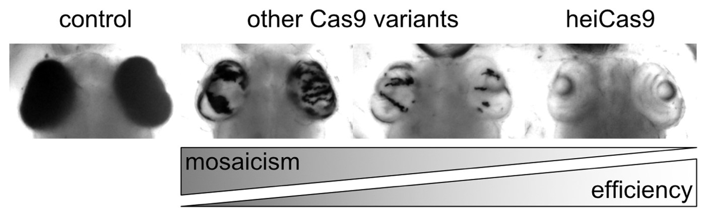 Figure 1: While other Cas9 variants are less efficient and lead to highly mosaic gene editing (a mixture of edited and non-edited cells as indicated by the patchy eye pigmentation), attaching the “hei-tag” to Cas9 (heiCas9) dramatically increases gene editing efficiency and decreases mosaicism – the organism (the Japanese rice fish medaka, in this case) mainly consists of edited cells (here indicated by the complete absence of eye pigmentation).