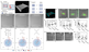 Cluster Collaboration on the Mechano-Regulation of Stem Cells