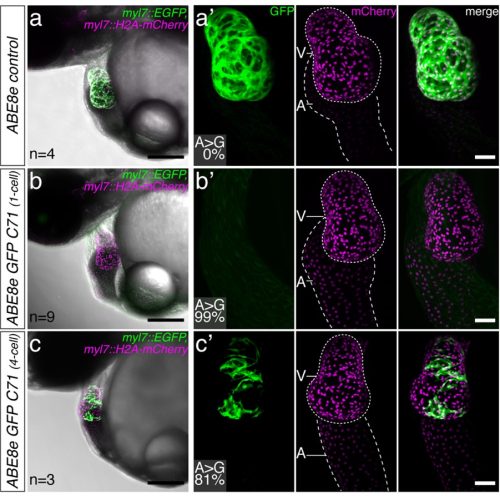Figure 1: Efficiently changing a single amino (p.C71R) acid using adenine base editing (ABE8e) disrupts the function of a green fluorescent protein (GFP). Control experiments were performed by injecting adenine base editor mRNA only into 1-cell stage embryos (a). A single cell of a 1-cell (b) stage or 4-cell (c) stage embryo was injected with adenine base editor mRNA and a short guide RNA (b, c) to introduce a single amino acid changing point mutation on transgenic GFP. Injected embryos developed to the hatching stage, with well-defined heart chambers (atrium, A and ventricle, V) and were observed using a confocal microscope looking at the embryos from the side. Green indicates heart-specific GFP signal. Magenta indicates heart-specific signal of a red fluorescent protein (mCherry). Scale bar = 200 μm. (a’-c’) Close-up images of the heart region with information on the efficiency of the amino acid replacement (A>G) in percent. The images shown are projections in the z-plane. Scale bar = 50 μm.